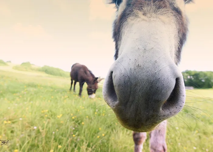 Le Domaine De Baulieu, Singuliers Hotel 4*